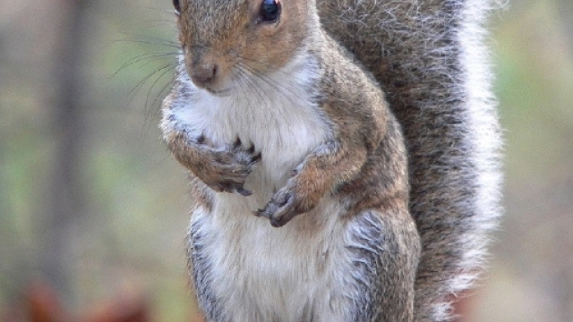 La minaccia delle specie aliene: danni alla salute e all'economia - - rivistanatura.com