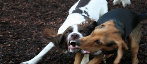 Las fiestas de San Ant&oacute;n ayudan a concienciar sobre el abandono animal