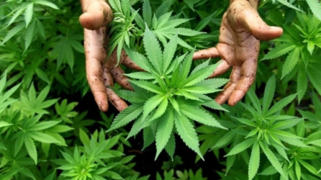 Marjuana: pro e contro dei derivati del Cannabis