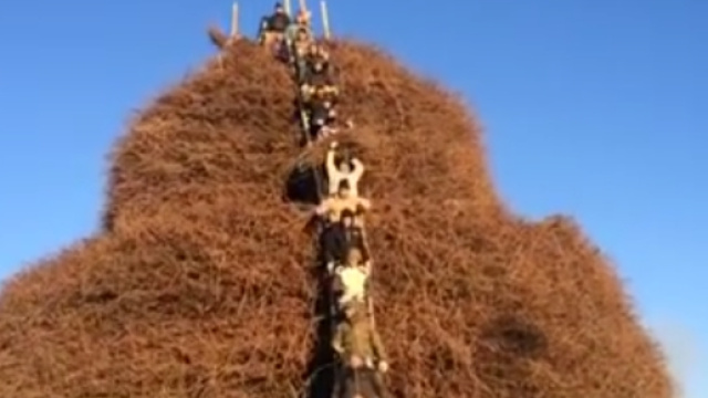 Turro pronto per la focara di Novoli.