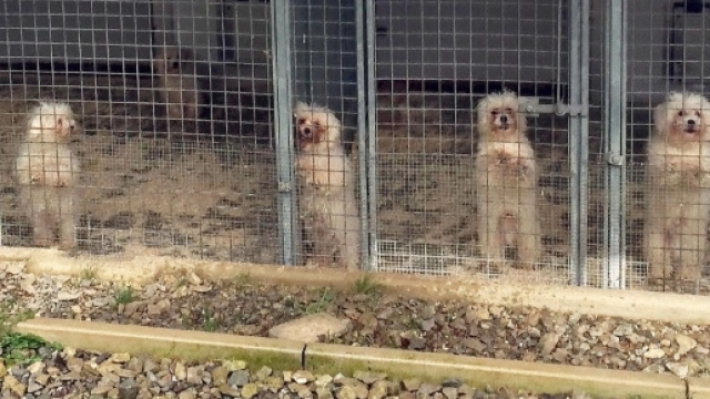Bologna, acqua gelata sui cani nel canile di San Giovanni in Persiceto