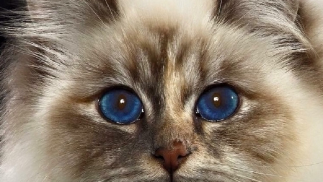 4 gatti avvelenati, 3 i decessi