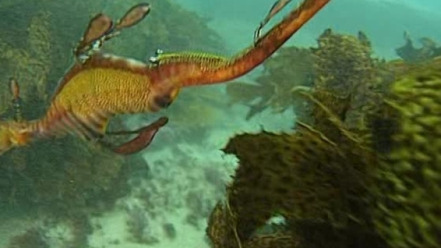 Australia, avvistato drago marino rosso