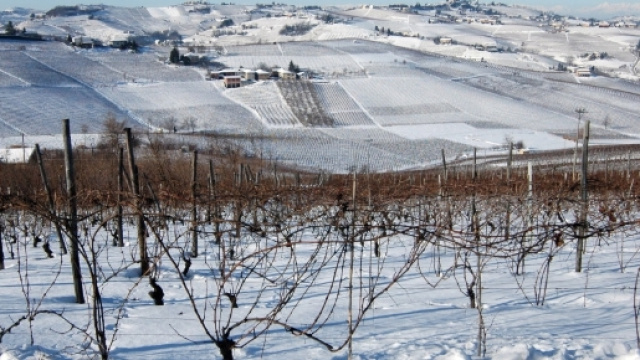 Distesa di vigne innevate nel centro Italia