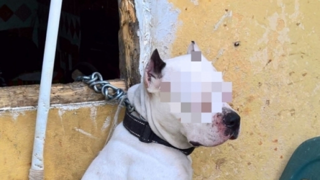 Dogo Argentino impiccato, foto fonte Polizia Municipale di Livorno