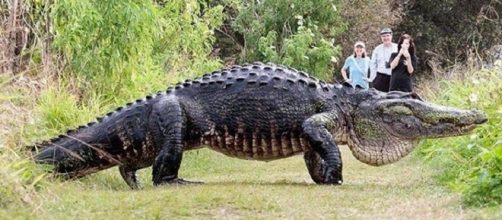 Jacar&eacute; impressiona pelo tamanho (Foto: Reprodu&ccedil;&atilde;o/Daily Record)