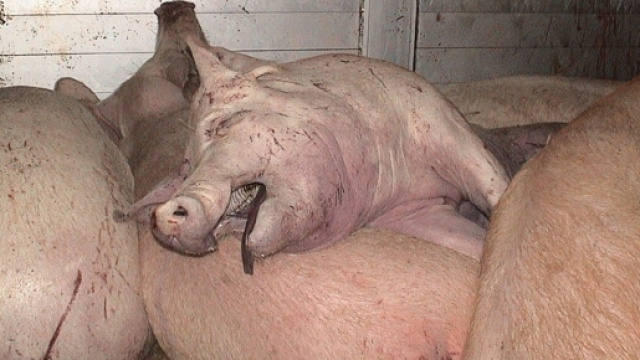 ANIMAL SOS onlus - Associazione a difesa di TUTTI gli animali - animal-sos.it