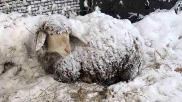 Stalle crollate e strage di animali