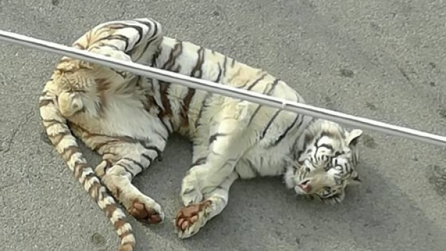 Tigre Bianca Fuggita dal Circo a Monreale (Palermo)