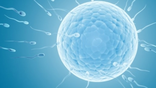 Vita utile degli spermatozoi - Loutraki News