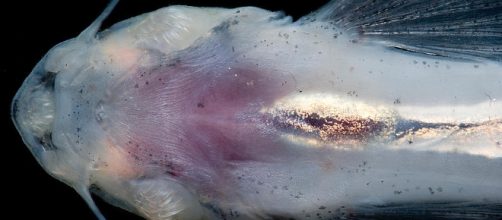 Candiru &eacute; considerado um parasita (foto: fineartamerica.com)