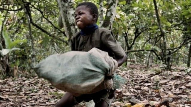 lavoro minorile costa d'avorio