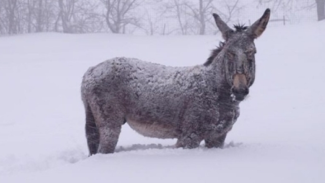 Terremoto in Centro Italia, allevatori in ginocchio