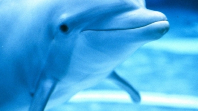 Delfino ritrovato alla foce dell'Arno