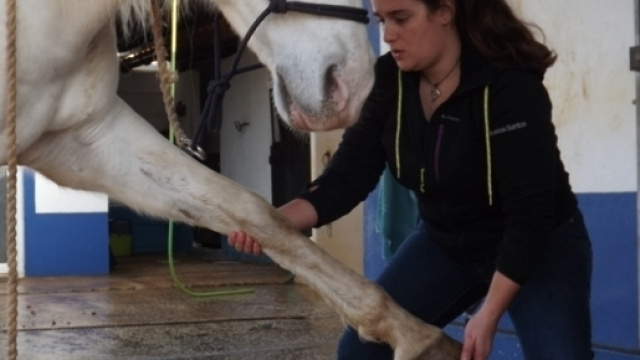 Ost&eacute;opathie &eacute;quine: une sp&eacute;cialit&eacute; parfaitement adapt&eacute;e &agrave; la correction de nos erreurs