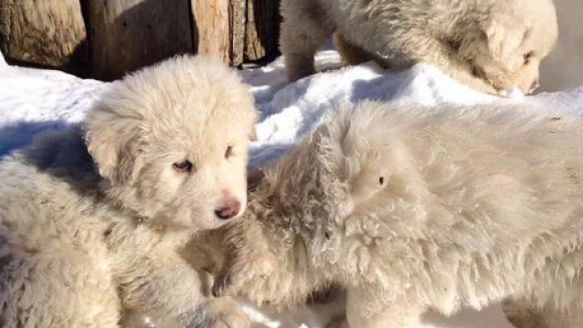 I cuccioli dispersi di Lupo e Nuvola