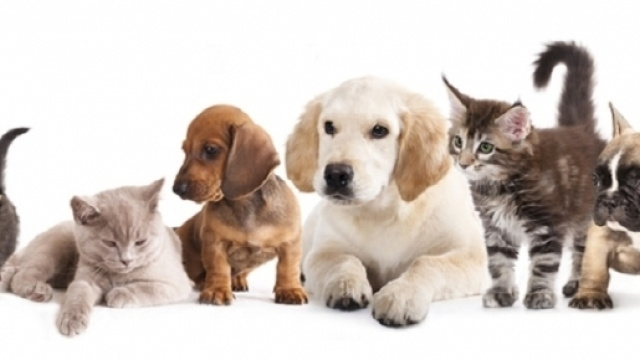Le detrazioni per chi ha animali in casa: modello 730 e TARI