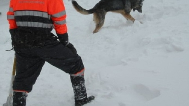 Soccorso alpino in azione. Il cane alla ricerca di presenze.