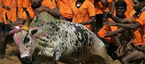 Los toros y la intimidación en la India