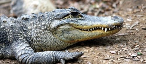 American Alligators, American Alligator Pictures, American ... - nationalgeographic.com