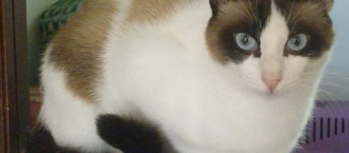 Os gatos t&ecirc;m muito a nos ensinar