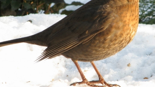 Il tipico piumaggio della merla.
