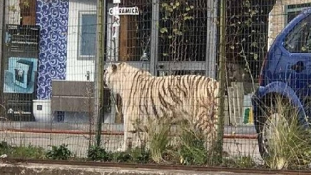 La tigre scappata dal circo immortalata da un passante a Palermo
