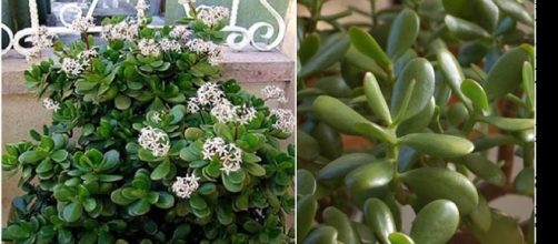 Planta-jade tamb&eacute;m &eacute; conhecida por trazer riqueza para o interior de nossas casas