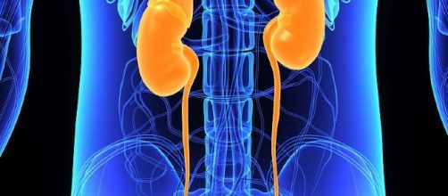 Study: Healthy diet can extend life for kidney disease patients ... - upi.com