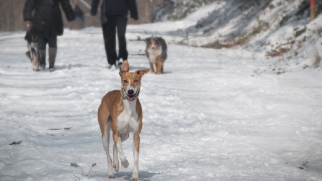 A chi vanno gli animali domestici in caso di divorzio? L'Alaska 'rivoluziona' il diritto di famiglia.