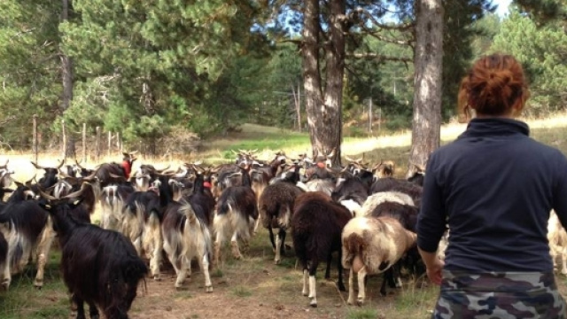 Pastoralismo donna - ruralpini.it