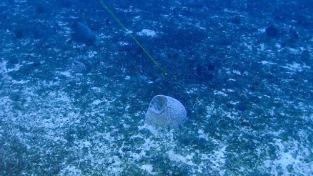 Greenpeace, prime foto dei coralli d'Amazzonia - Corriere.it - corriere.it