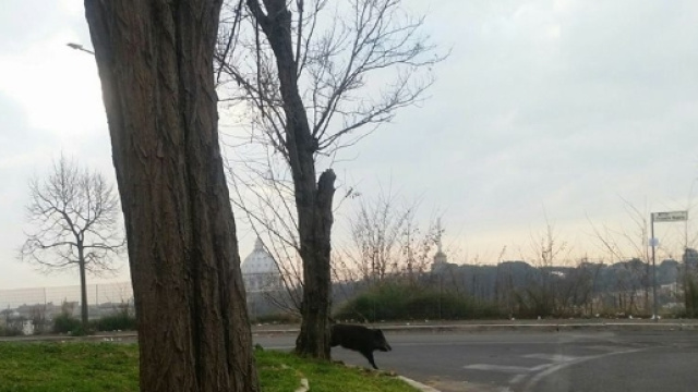 Il cinghiale ha completato il suo tour della Balduina a piazzale Socrate per godere la vista del 'Cupolone'. Foto: Facebook