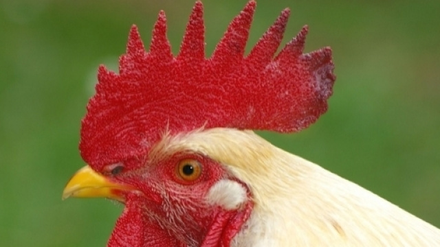 L'anno del 'Gallo Rosso' per lo zodiaco cinese