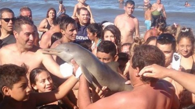 Argentina: delfino morto per la smania dei selfie.