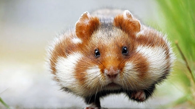 La race des hamsters fran&ccedil;ais semble vou&eacute;e &agrave; l'extinction d&eacute;coulant de la monoculture du ma&iuml;s