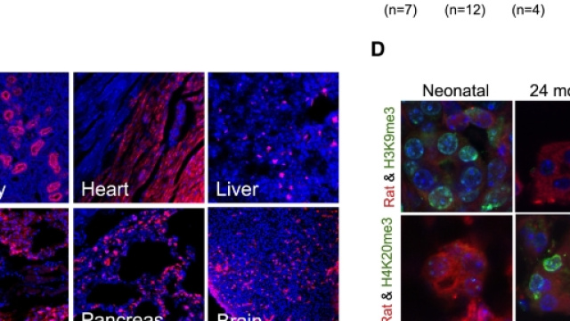 Le foto sono fornite dalla rivista scientifica ''Cell''