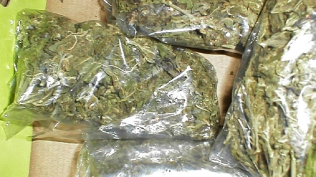 Marijuana divisa in buste pronta alla vendita.