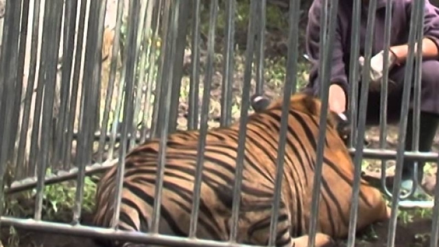 Palermo, tigre scappa dal circo