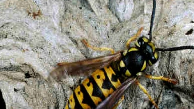 vespa insetto - balada - myblog.it