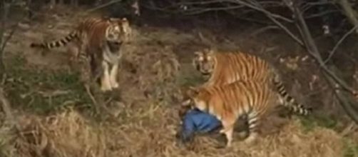 Homem &eacute; atacado em zool&oacute;gico na China