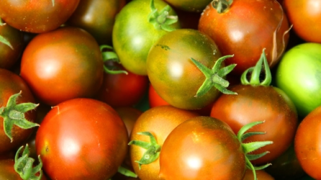 Pomodori produzione pulese del 2016
