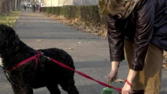 Torino, troppe feci di cane per strada: emergenza