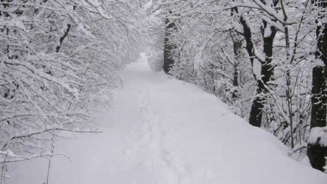 Meteo matto! Da met&agrave; novembre arriva il freddo? E da dicembre la ... - metronews.it