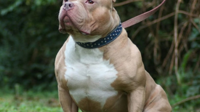 Napoli, pitbull aggredisce due donne: una &egrave; grave - ilmessaggero.it