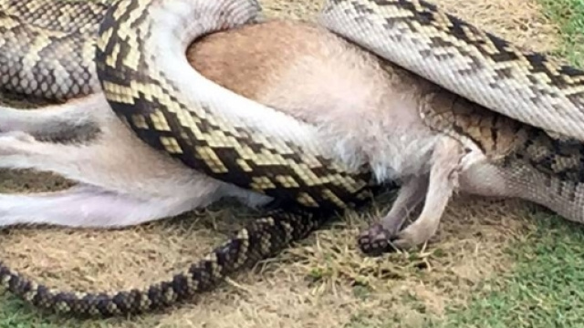 Pitone fagocita wallaby: scene sconvolgenti nel Queensland