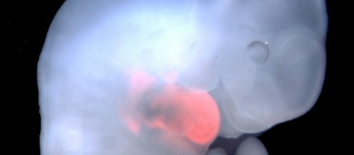 Feto de rat&oacute;n con c&eacute;lulas de rata(en rojo)