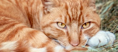 Tips on Convincing Feral Cats to Take Shelter | The Animal Rescue ... - theanimalrescuesite.com