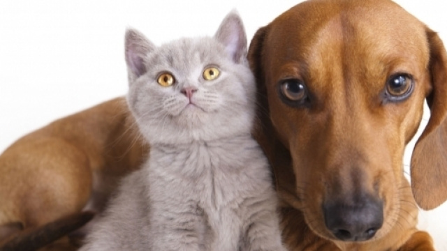 Il gatto meno intelligente del cane? Questo &egrave; da vedere!