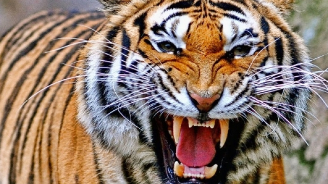 Il ruggito della tigre - Rischio Calcolato | Rischio Calcolato - rischiocalcolato.it